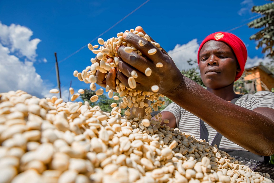 We grow only fresh coffee beans.
