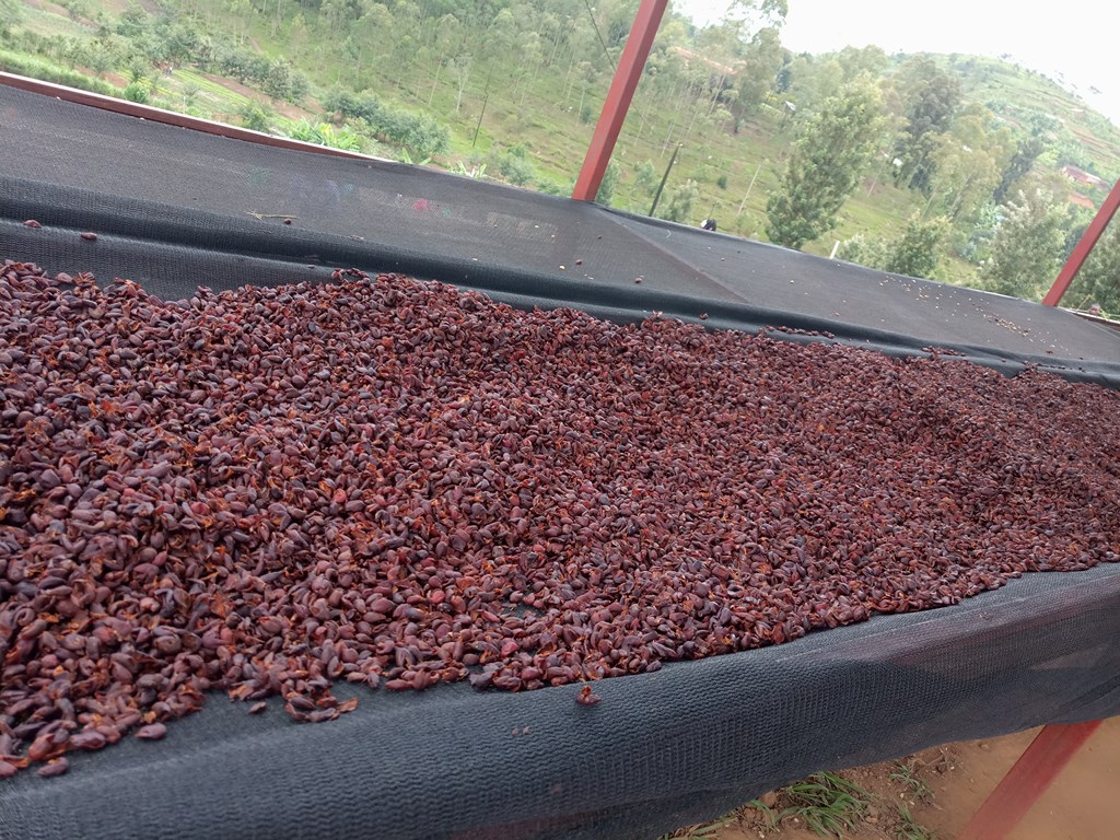 Cascara or Coffee Tea